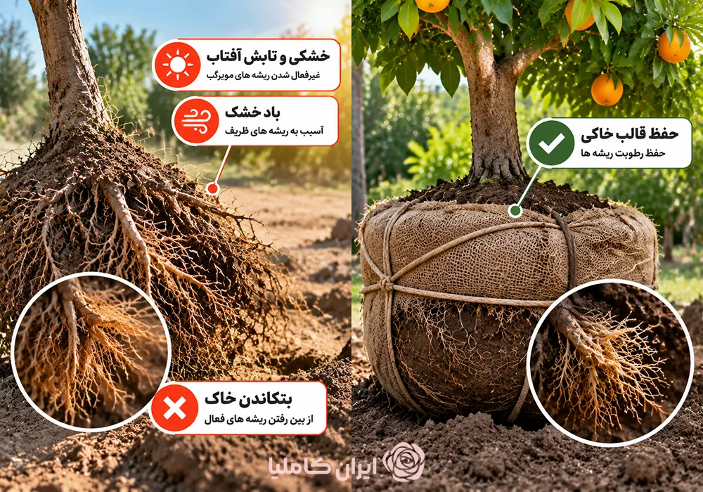 جابجایی درخت نارنج